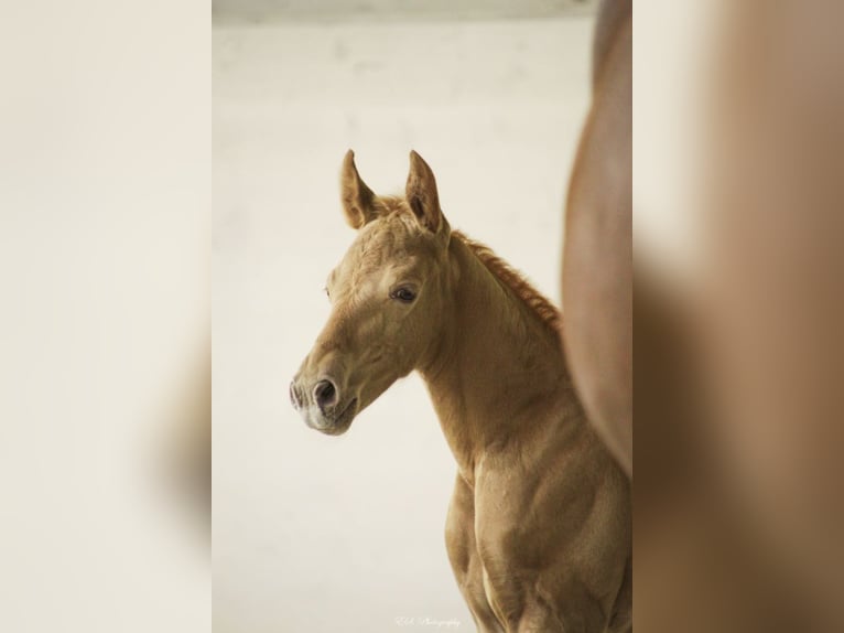 Lusitano Giumenta 13 Anni 157 cm Pearl in Wöllstein