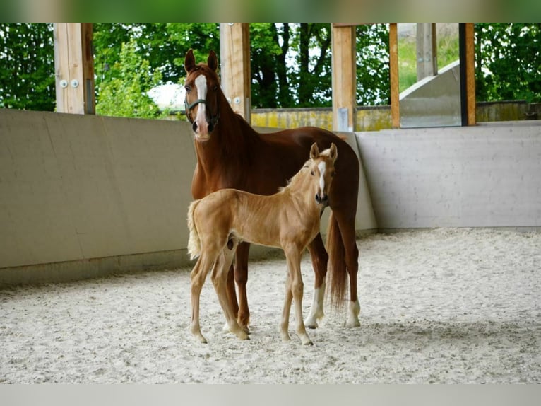 Lusitano Giumenta 13 Anni 157 cm Pearl in Wöllstein