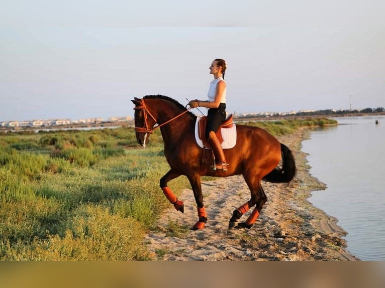 Lusitano Giumenta 13 Anni 160 cm Baio in Silkeborg