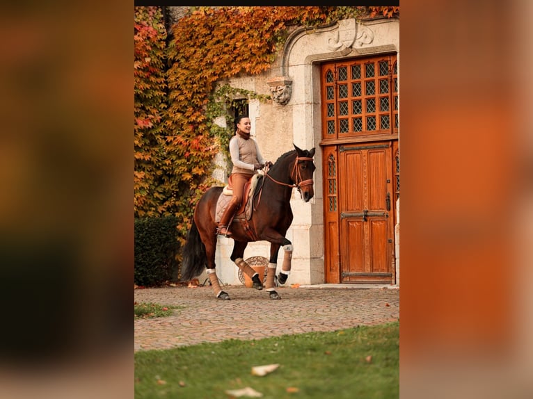 Lusitano Giumenta 13 Anni 160 cm Baio in Silkeborg