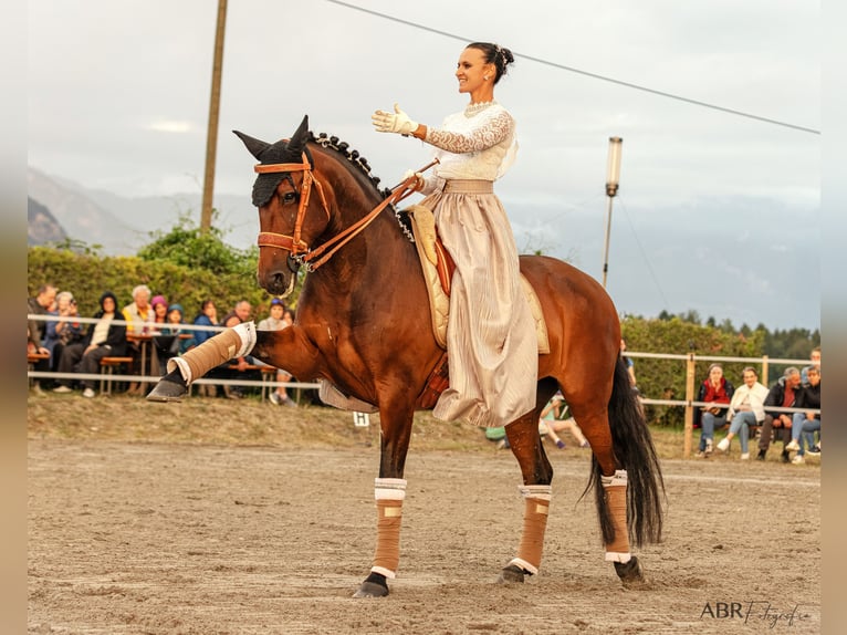 Lusitano Giumenta 13 Anni 160 cm Baio in Silkeborg