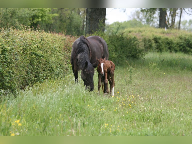 Lusitano Giumenta 13 Anni 161 cm Falbo in Saligny-sur-Roudon