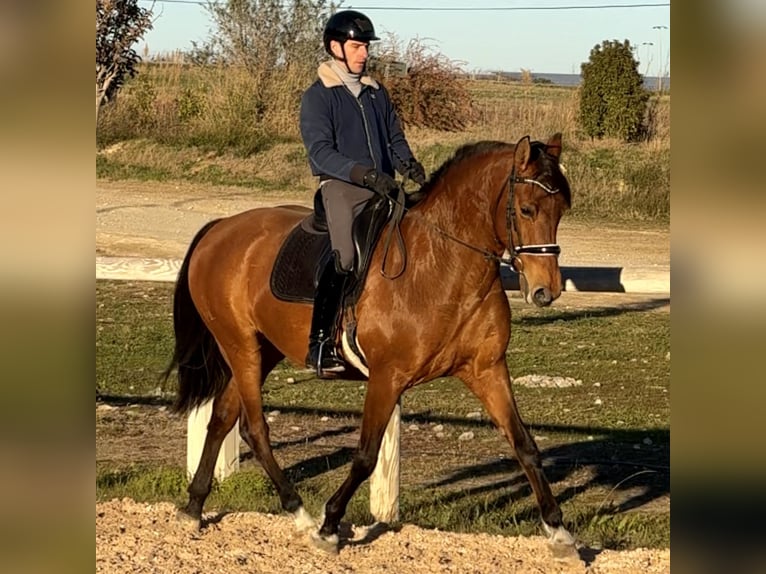 Lusitano Giumenta 13 Anni 162 cm Baio in Vendres