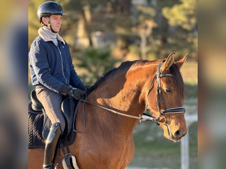 Lusitano Giumenta 13 Anni 162 cm Baio in Vendres