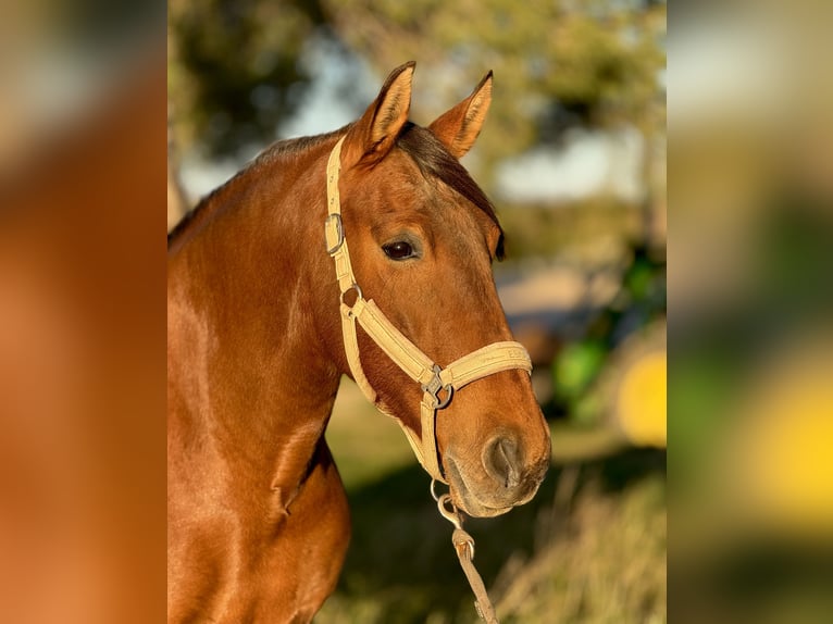 Lusitano Giumenta 13 Anni 162 cm Baio in Vendres