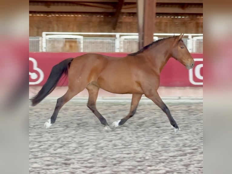 Lusitano Giumenta 13 Anni 162 cm Baio in Vendres