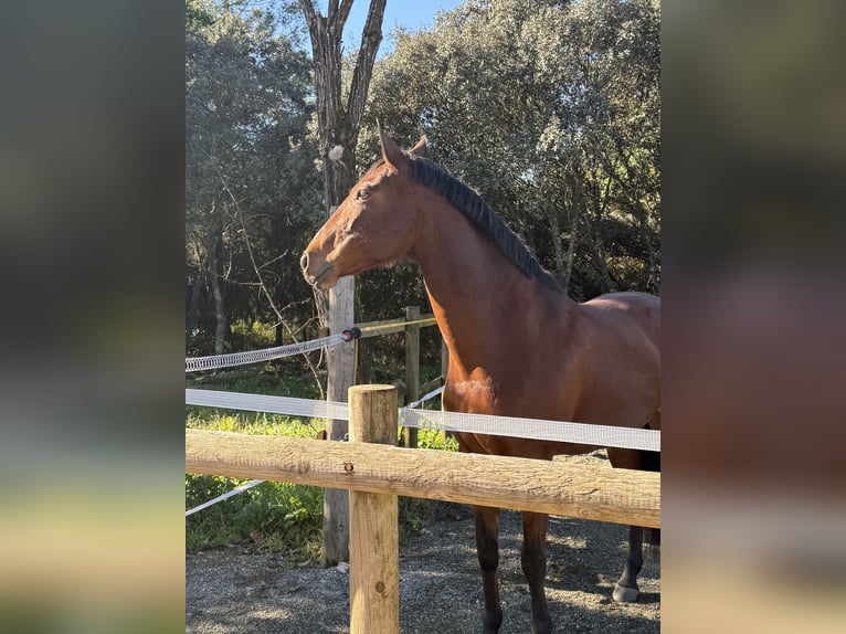 Lusitano Giumenta 13 Anni 165 cm Baio in Ourém