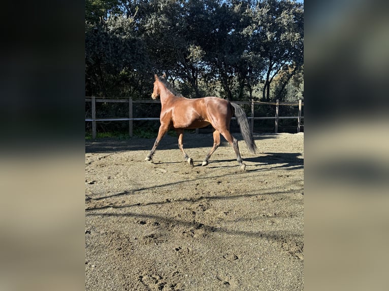 Lusitano Giumenta 13 Anni 165 cm Baio in Ourém