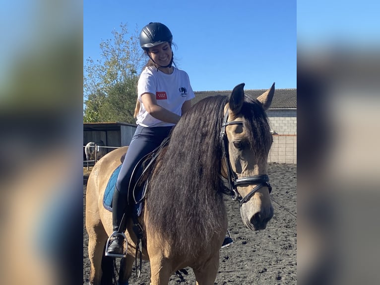 Lusitano Mix Giumenta 13 Anni 165 cm Falbo in Madrid