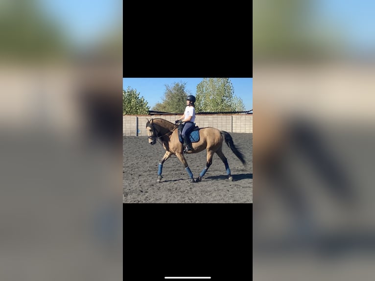 Lusitano Mix Giumenta 13 Anni 165 cm Falbo in Madrid