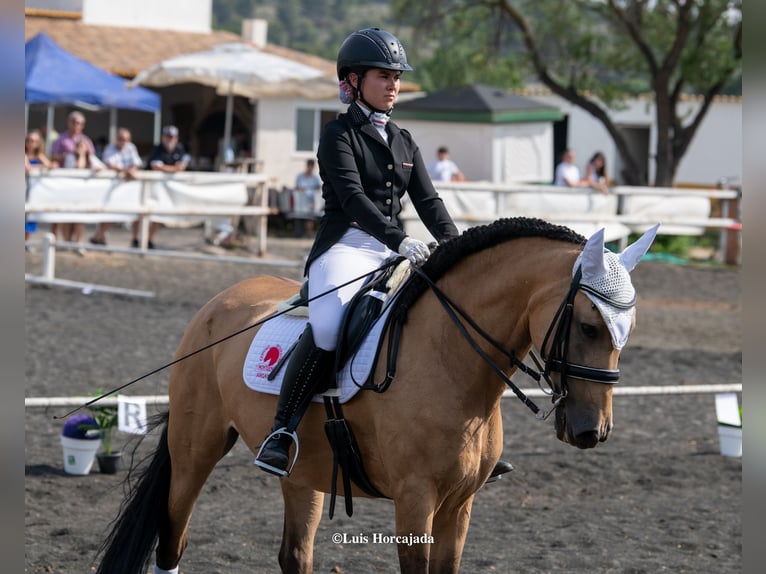 Lusitano Mix Giumenta 13 Anni 165 cm Falbo in Madrid