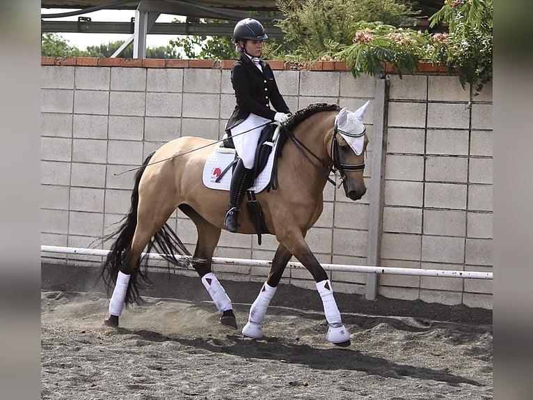 Lusitano Mix Giumenta 13 Anni 165 cm Falbo in Madrid