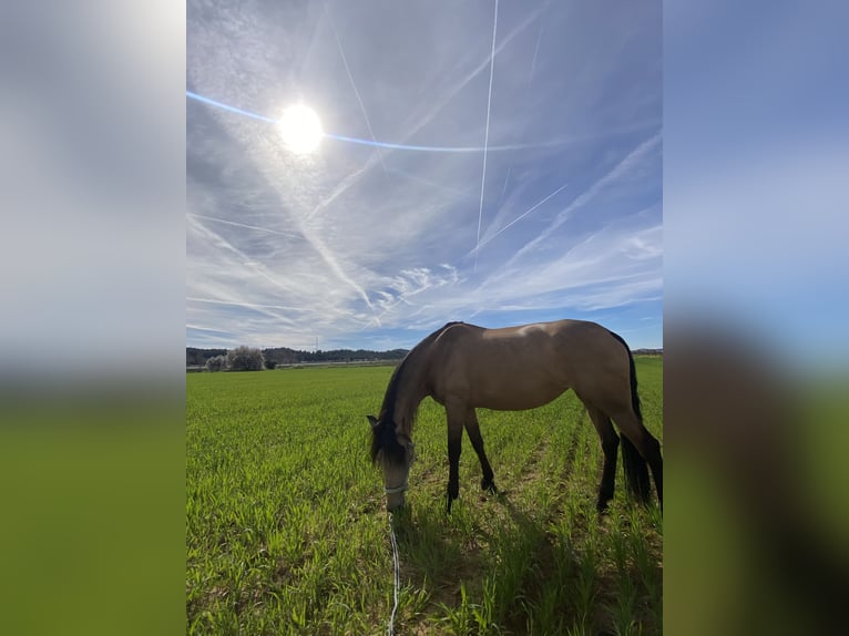 Lusitano Mix Giumenta 13 Anni 165 cm Falbo in Madrid