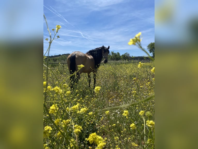 Lusitano Mix Giumenta 13 Anni 165 cm Falbo in Madrid