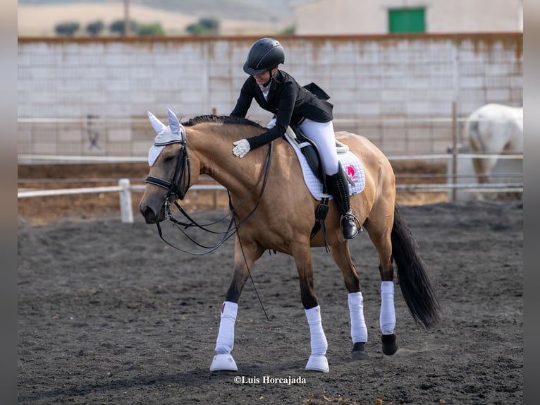 Lusitano Mix Giumenta 13 Anni 165 cm Falbo in Madrid