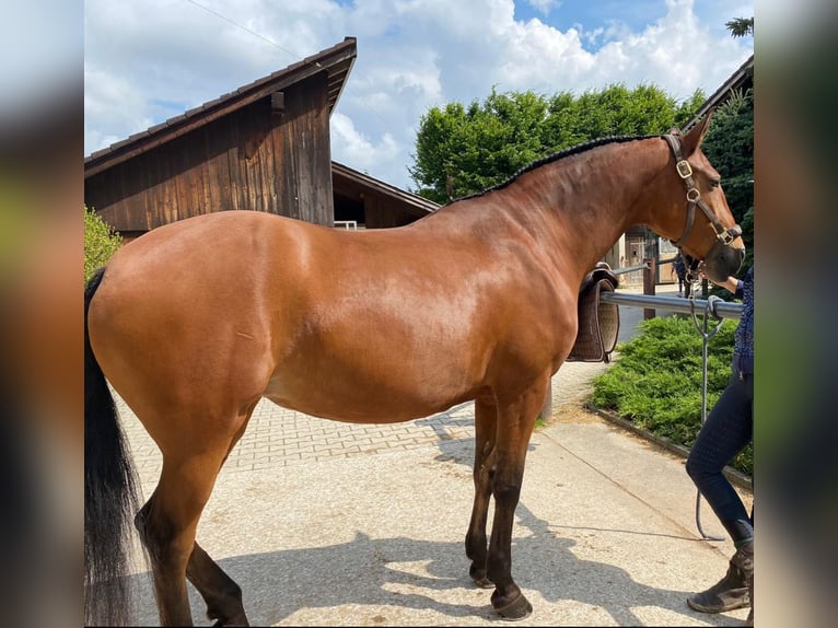 Lusitano Giumenta 14 Anni 158 cm Baio in Oberhaching