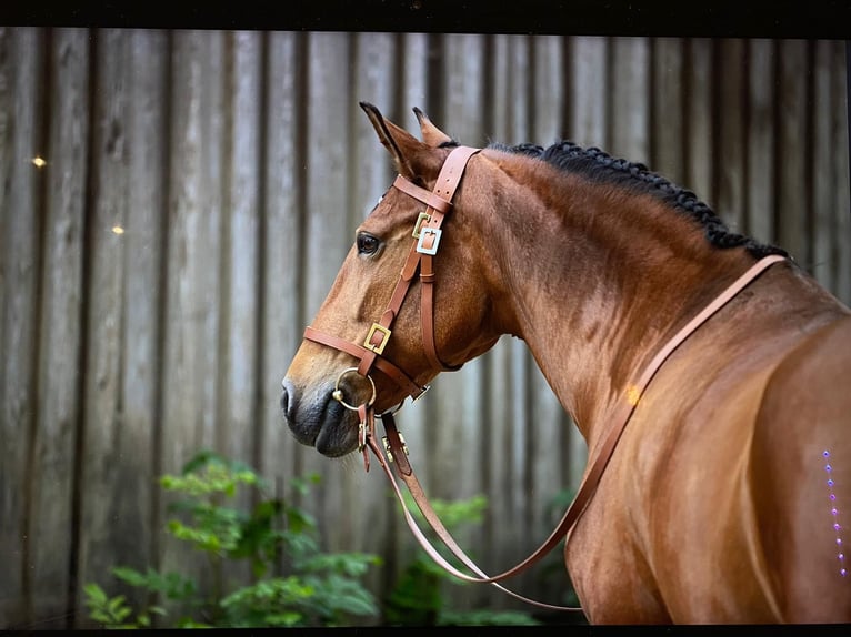 Lusitano Giumenta 14 Anni 158 cm Baio in Oberhaching