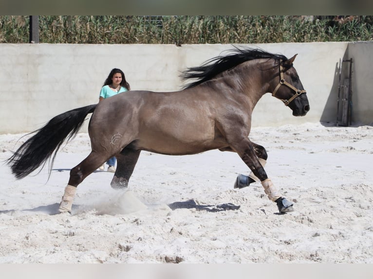 Lusitano Giumenta 14 Anni 160 cm Baio in Cadriceira
