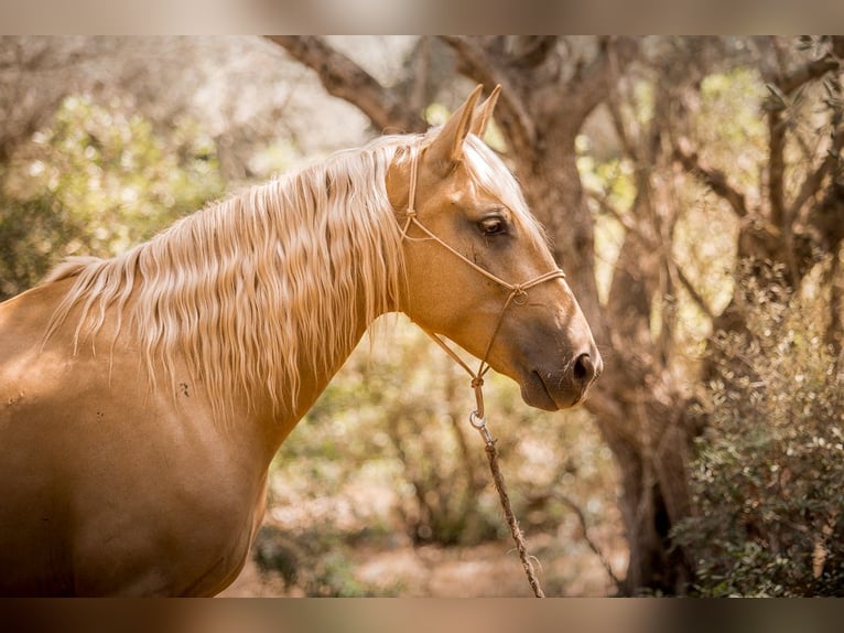 Lusitano Giumenta 14 Anni 160 cm Palomino in Felanitx