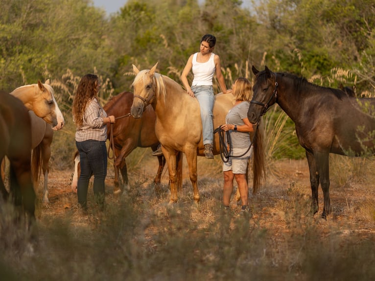 Lusitano Giumenta 14 Anni 160 cm Palomino in Felanitx