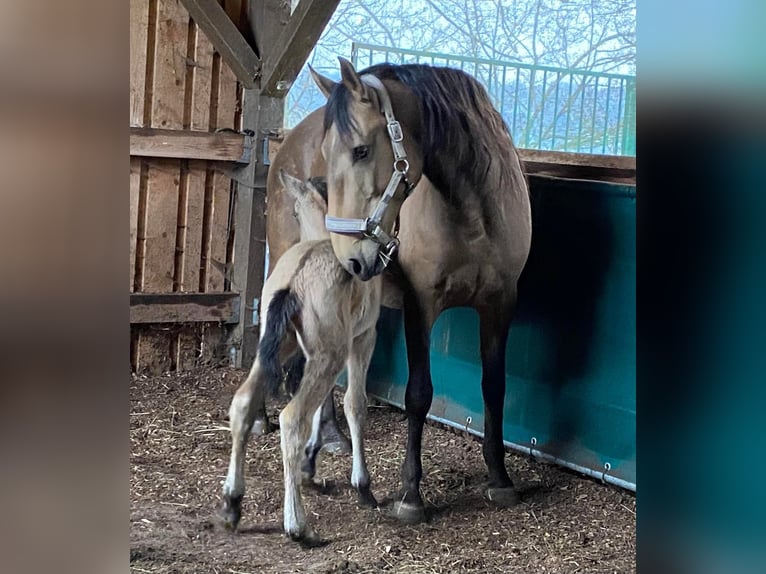 Lusitano Giumenta 15 Anni 152 cm Pelle di daino in Fuchstal