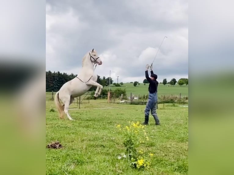 Lusitano Giumenta 15 Anni 160 cm Cremello in Kaltohmfeld