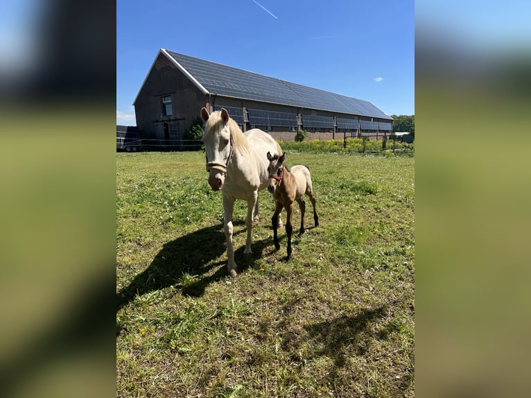Lusitano Giumenta 15 Anni 160 cm Cremello in Kaltohmfeld