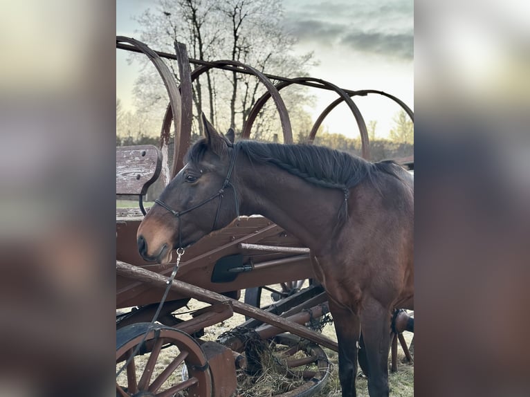 Lusitano Giumenta 15 Anni 161 cm Baio in Weßling