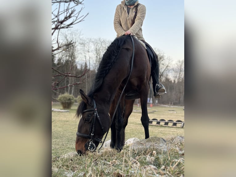 Lusitano Giumenta 15 Anni 161 cm Baio in Weßling