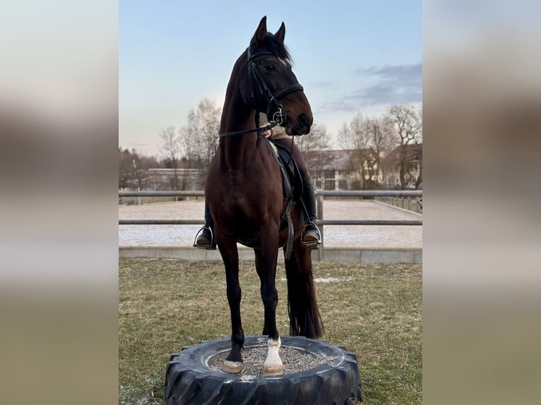 Lusitano Giumenta 15 Anni 161 cm Baio in Weßling