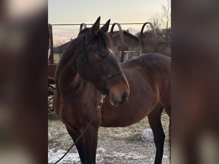 Lusitano Giumenta 15 Anni 161 cm Baio in Weßling