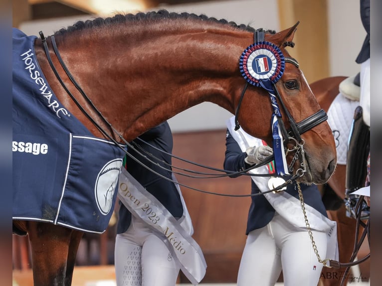 Lusitano Giumenta 15 Anni 162 cm Pelle di daino in Porto