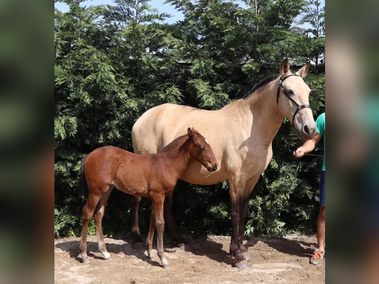 Lusitano Giumenta 15 Anni 162 cm Pelle di daino in Porto