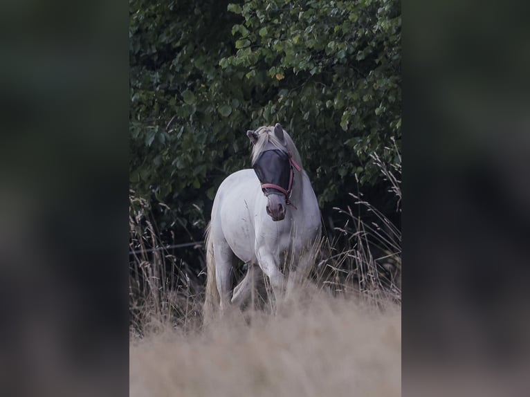 Lusitano Giumenta 15 Anni 163 cm Perlino in Ludwigsau