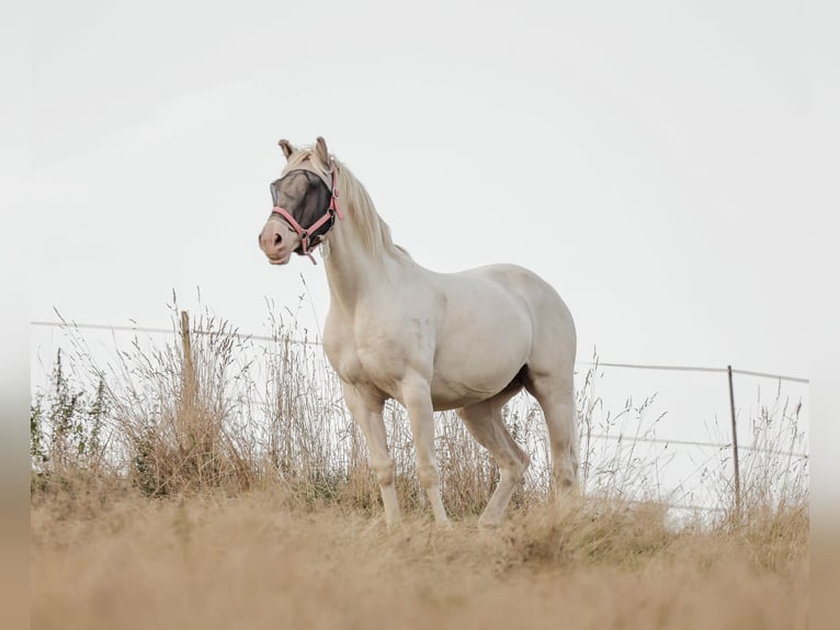 Lusitano Giumenta 15 Anni 163 cm Perlino in Ludwigsau