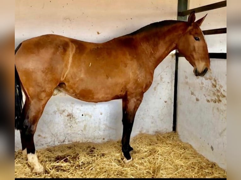 Lusitano Giumenta 15 Anni 165 cm Baio ciliegia in Badajoz