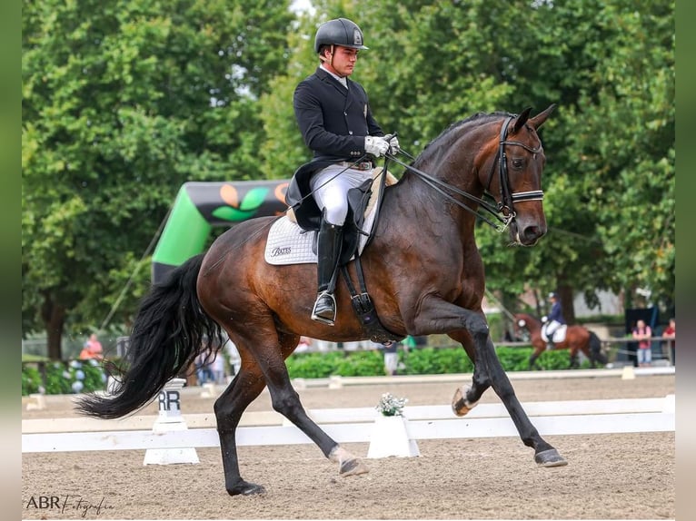 Lusitano Mix Giumenta 15 Anni 170 cm Baio scuro in Lisabon