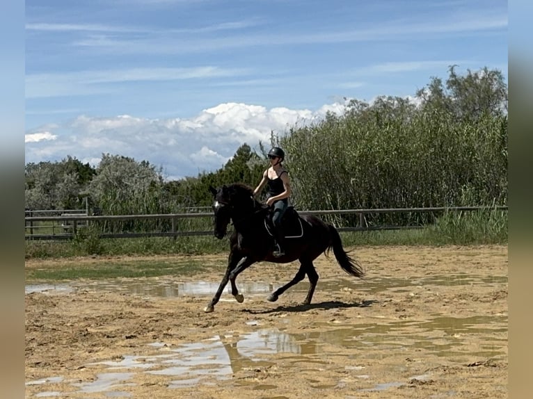 Lusitano Giumenta 16 Anni 155 cm Morello in Les Saintes Maries de la mer