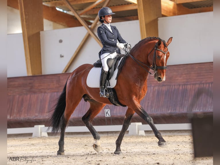 Lusitano Giumenta 16 Anni 162 cm Pelle di daino in Porto