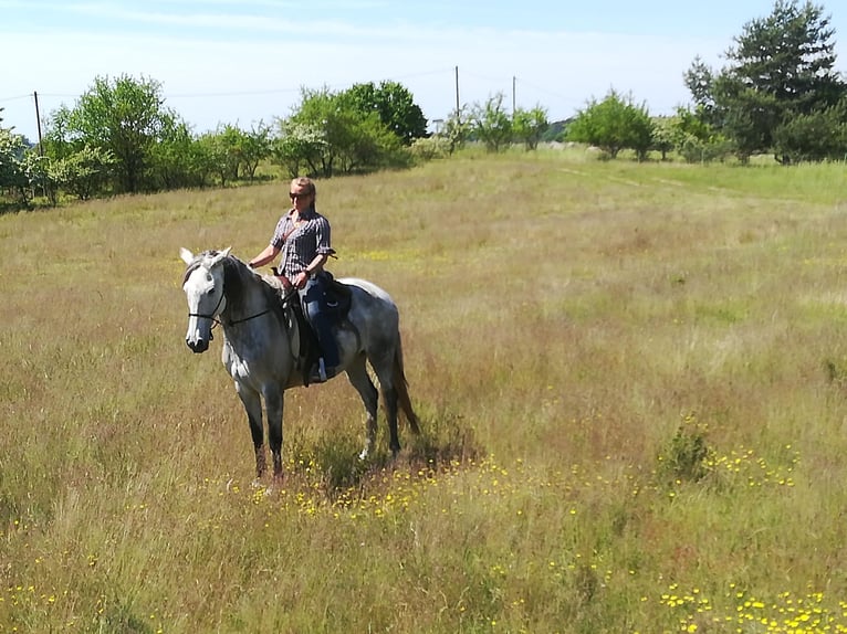 Lusitano Giumenta 16 Anni 165 cm Grigio pezzato in Schwerin