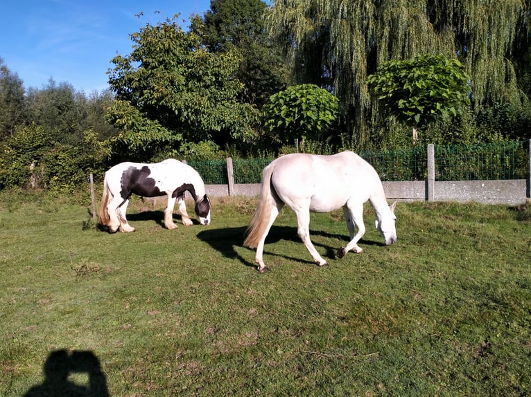 Lusitano Giumenta 17 Anni 155 cm Bianco in Sint-Joris-Weert