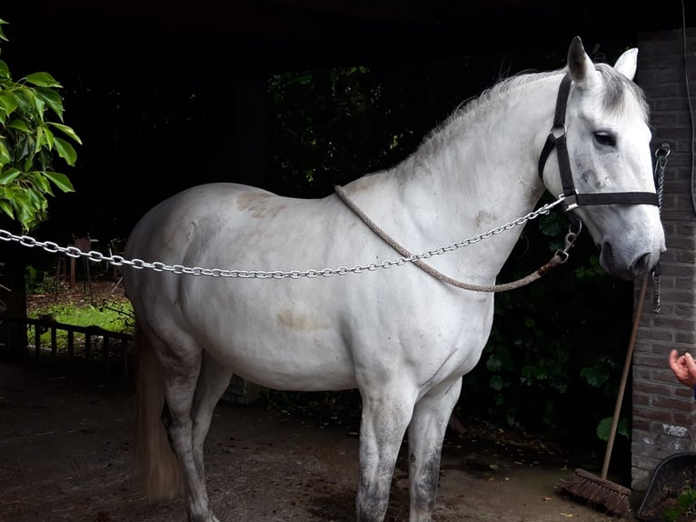 Lusitano Giumenta 17 Anni 155 cm Bianco in Sint-Joris-Weert