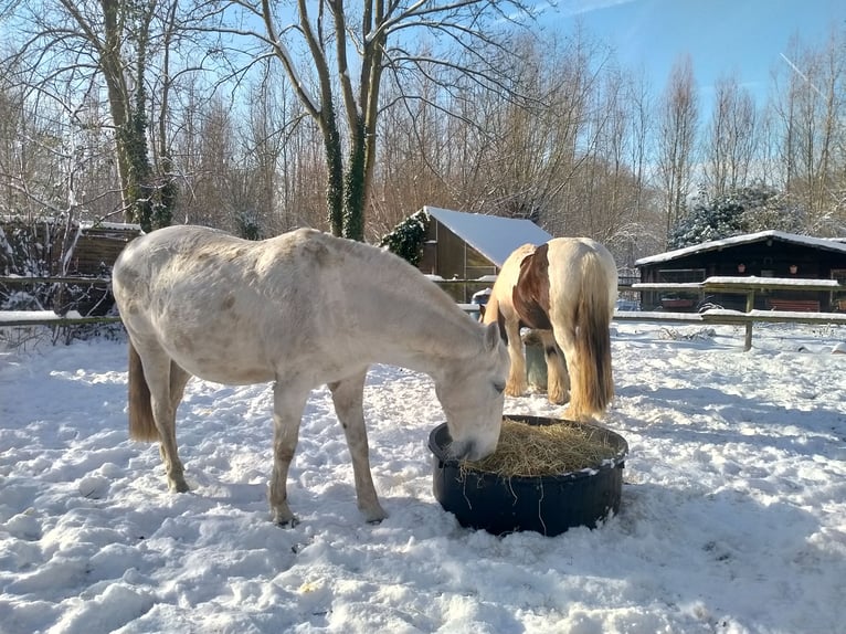 Lusitano Giumenta 17 Anni 155 cm Bianco in Sint-Joris-Weert