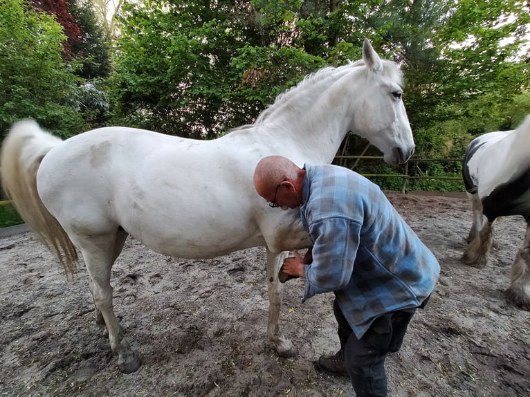 Lusitano Giumenta 17 Anni 155 cm Bianco in Sint-Joris-Weert