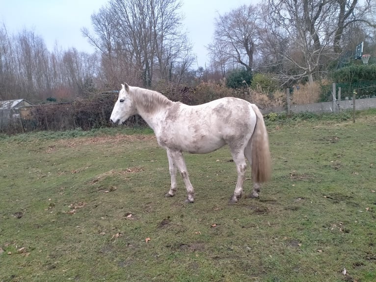 Lusitano Giumenta 17 Anni 155 cm Bianco in Sint-Joris-Weert