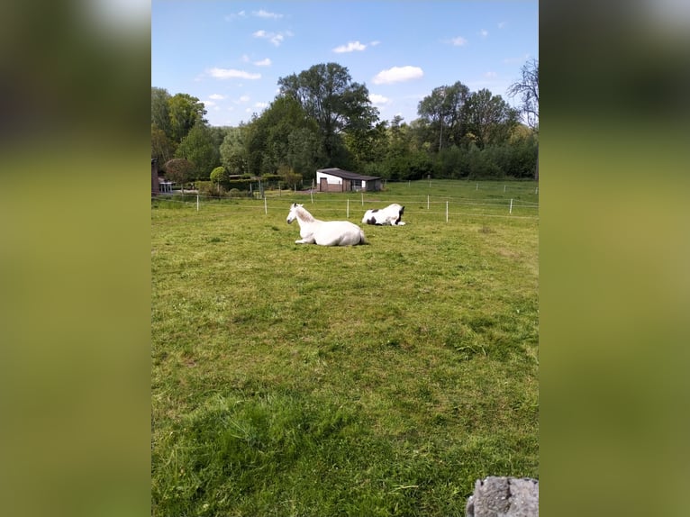 Lusitano Giumenta 17 Anni 155 cm Bianco in Sint-Joris-Weert