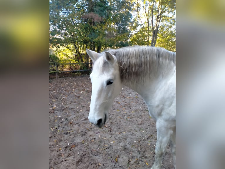 Lusitano Giumenta 17 Anni 155 cm Bianco in Sint-Joris-Weert