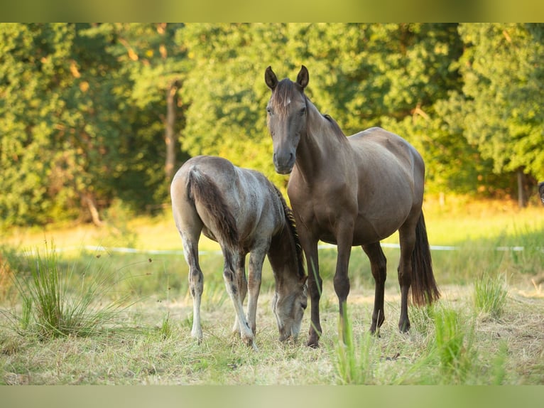 Lusitano Giumenta 17 Anni 158 cm Morello in Bünde