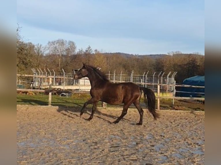 Lusitano Giumenta 17 Anni 158 cm Morello in Bünde