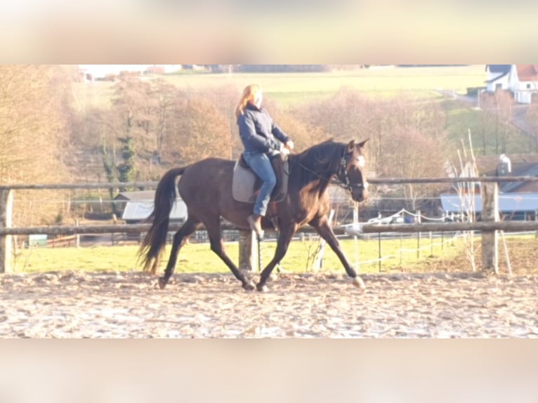 Lusitano Giumenta 17 Anni 158 cm Morello in Bünde